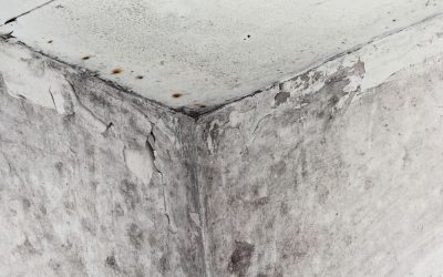 The health impact of mold growth in your home and why you should remove it