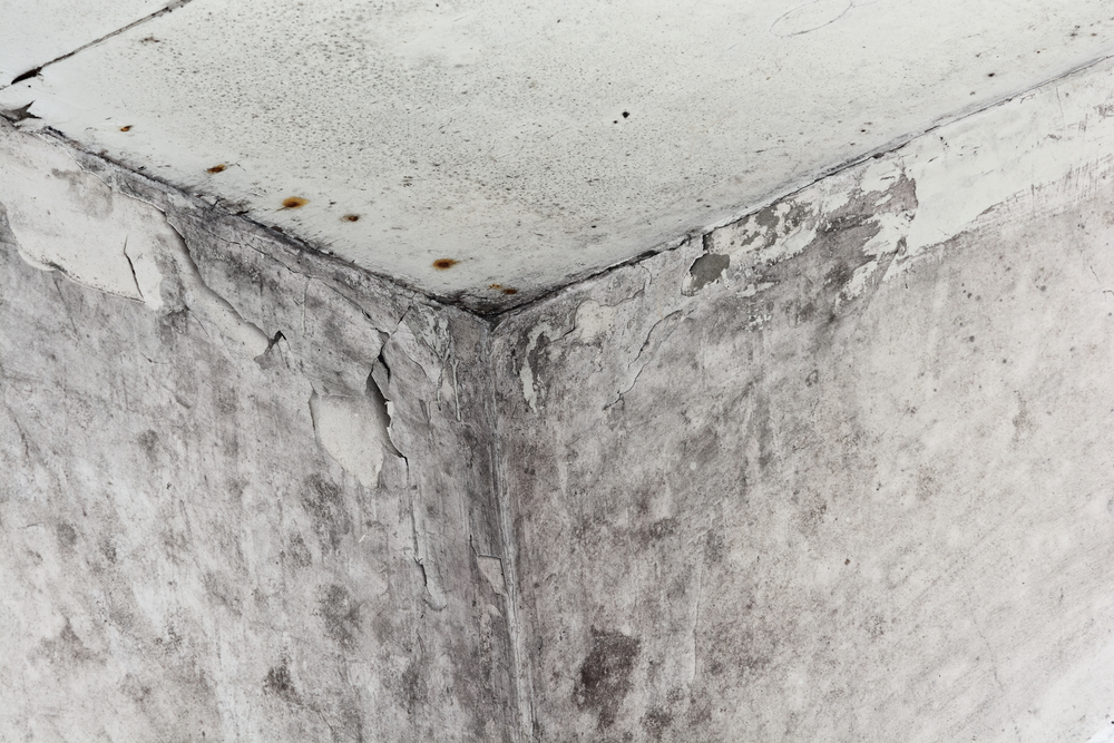 The health impact of mold growth in your home and why you should remove it