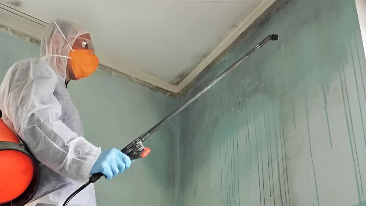 Key Differences Between Mold Removal and Mold Remediation