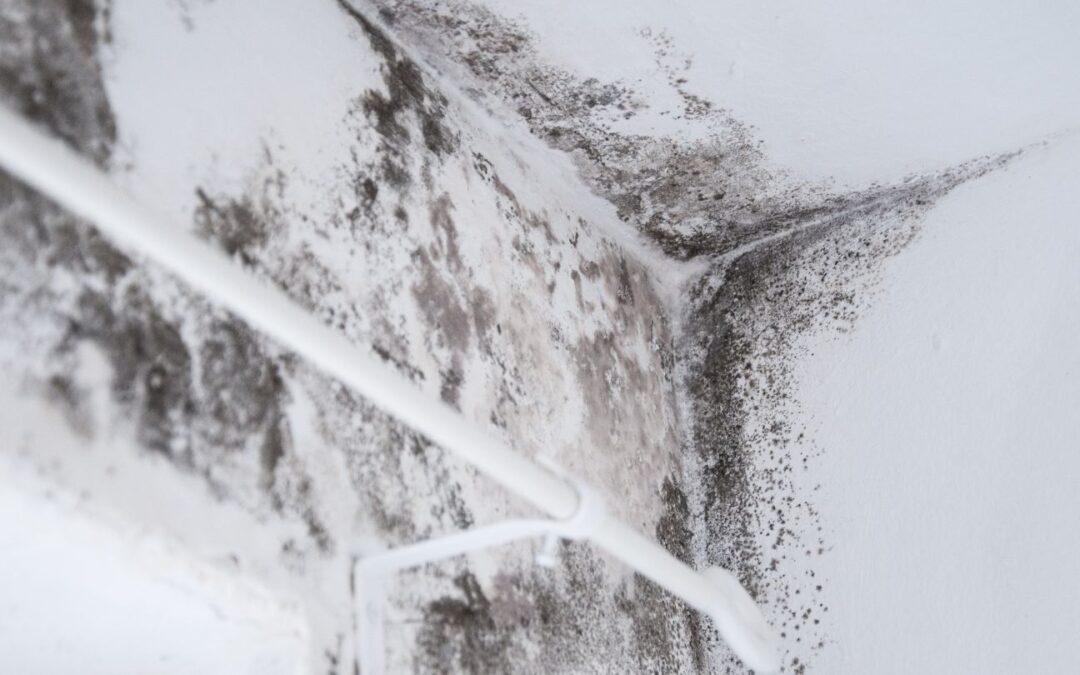 Mold Remediation vs. Mold Removal: What’s the Difference and Why It Matters