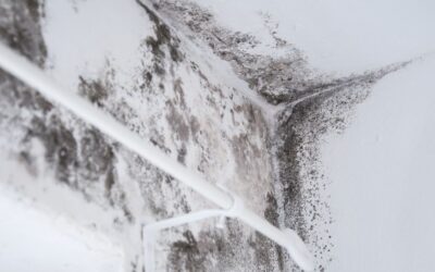 Mold Remediation vs. Mold Removal: What’s the Difference and Why It Matters