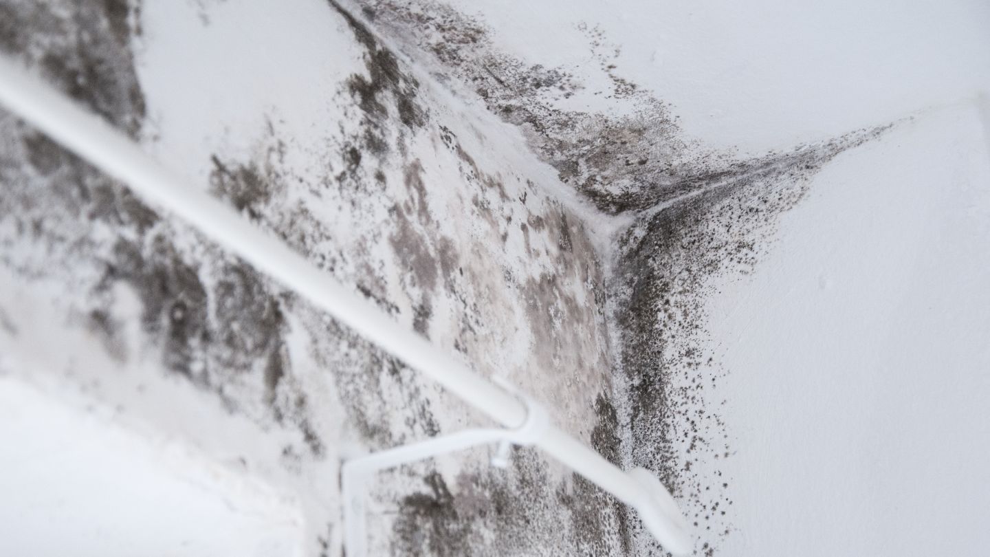 Mold Remediation vs. Mold Removal: What’s the Difference and Why It Matters Mold Remediation vs. Mold Removal: What's the Difference and Why It Matters