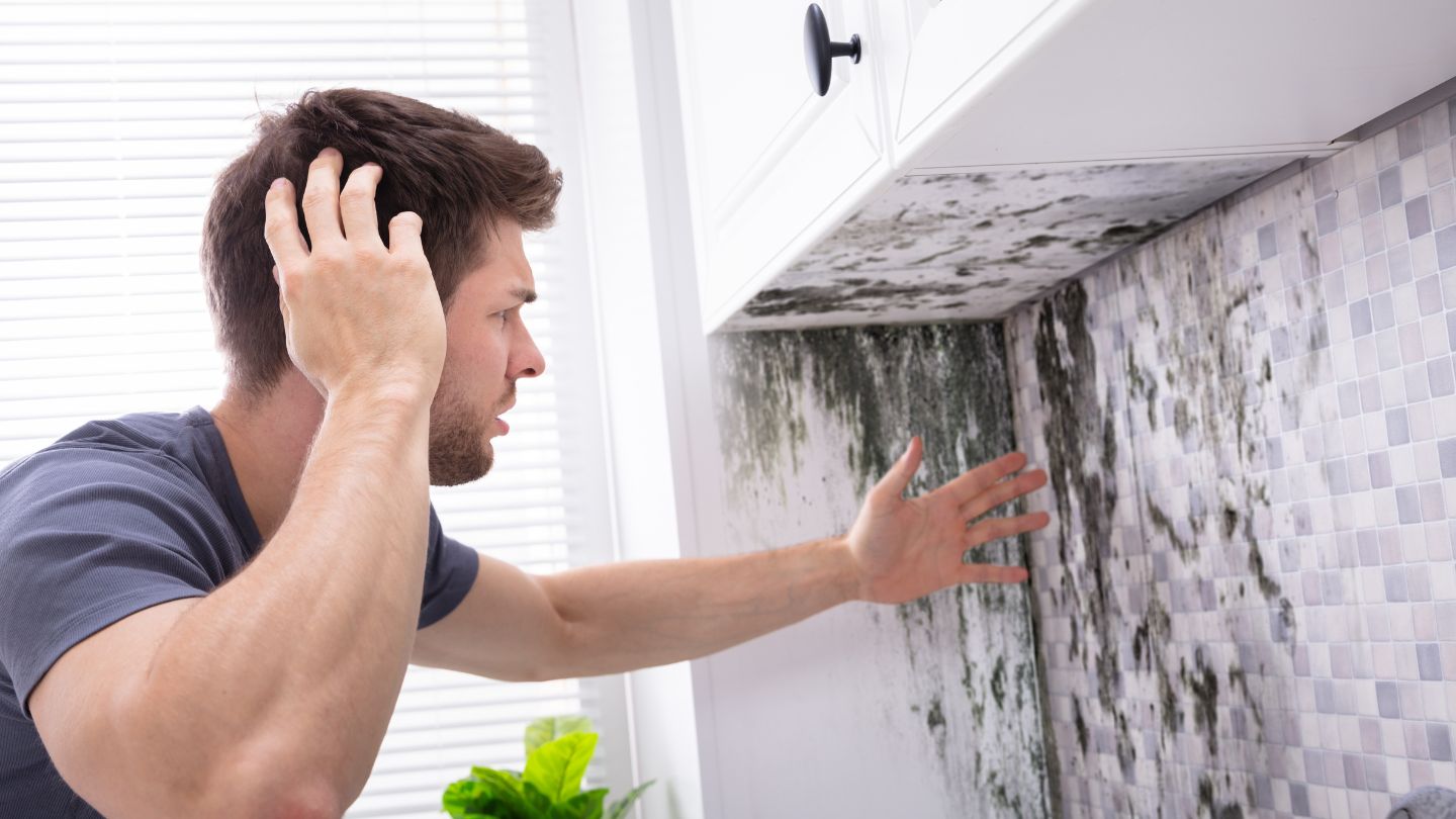 The Mold Remediation Process