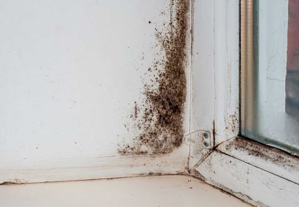 Black Mold Growing In The Corner Of A Window Black Mold Growing In The Corner Of A Window