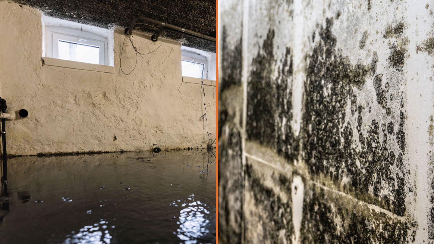 Key Differences Between Water Damage and Mold