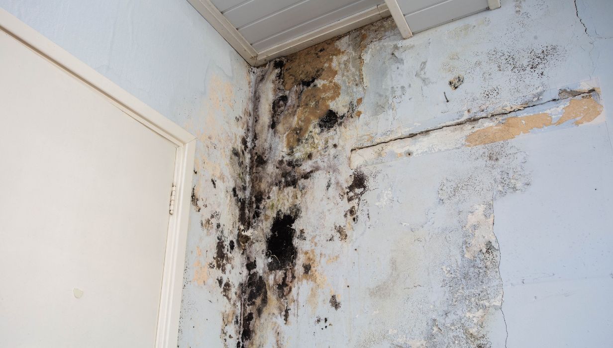 Mold Damage On A Wall Mold Damage On A Wall