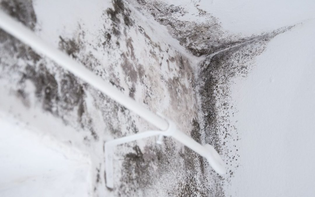 Mold vs Water Damage: What’s the Difference and How to Identify Them