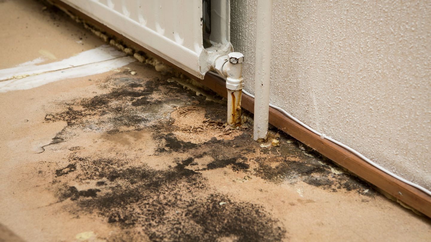 Professional Services for Water Damage and Mold Remediation