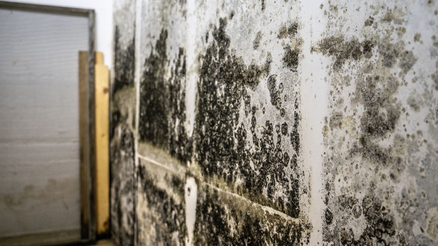 When to Seek Professional Mold Remediation