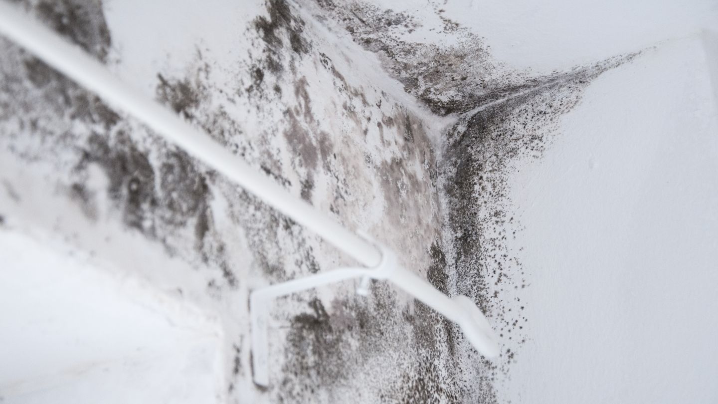 Why Professional Mold Remediation is Essential