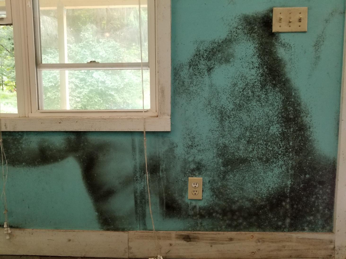 How Long Does Mold Remediation Take?